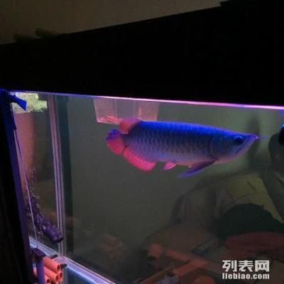 個人轉讓紅龍魚怎么交易：個人轉讓紅龍魚交易合法與否需考量多個因素，紅龍魚交易常見騙局