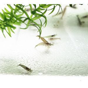 龍魚可以喂大蝦嗎怎么喂：龍魚可以喂大蝦嗎，怎么喂