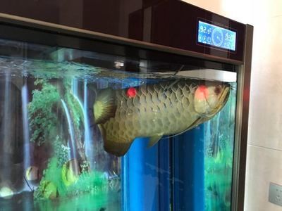 如何挑選龍魚品種圖解（如何挑選龍魚品種）