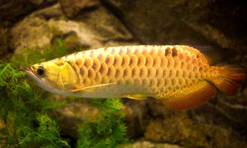 黃色金龍魚多少錢一只圖片