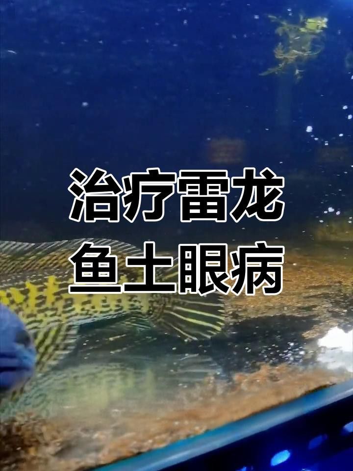 如何判斷雷龍魚眼睛外凸的嚴重程度？