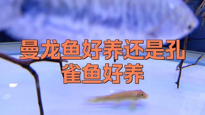 曼龍魚和孔雀魚的區別