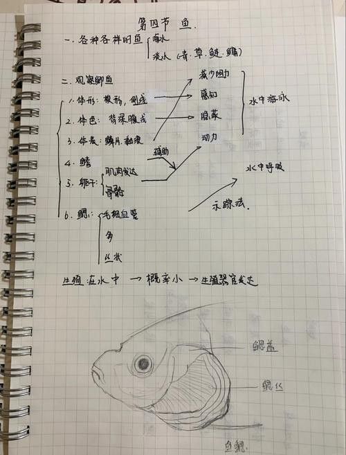曼龍魚和孔雀魚的區別