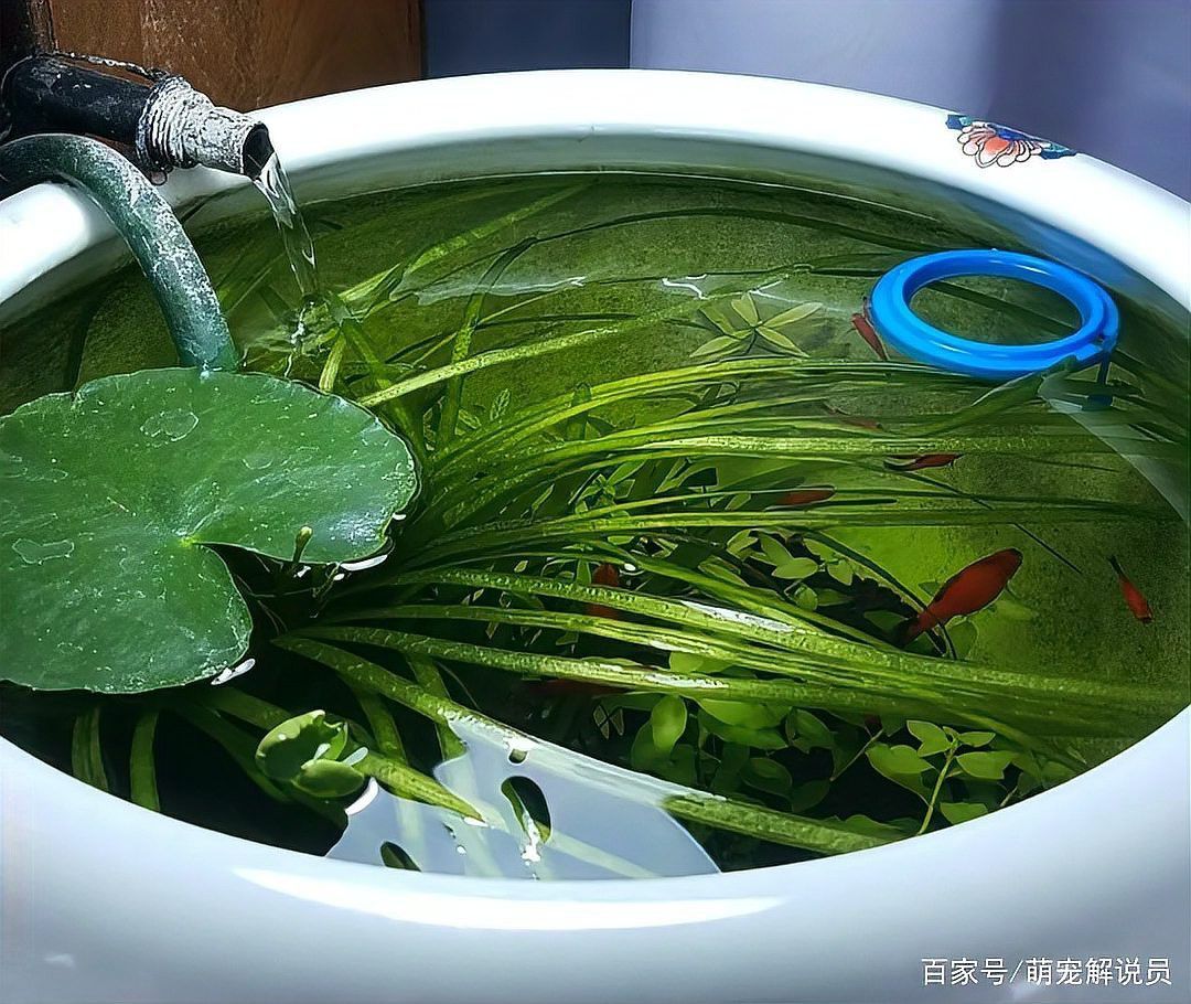曼龍魚和孔雀魚的區別