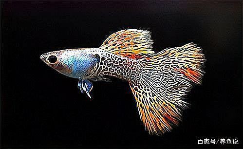 曼龍魚和孔雀魚的區別