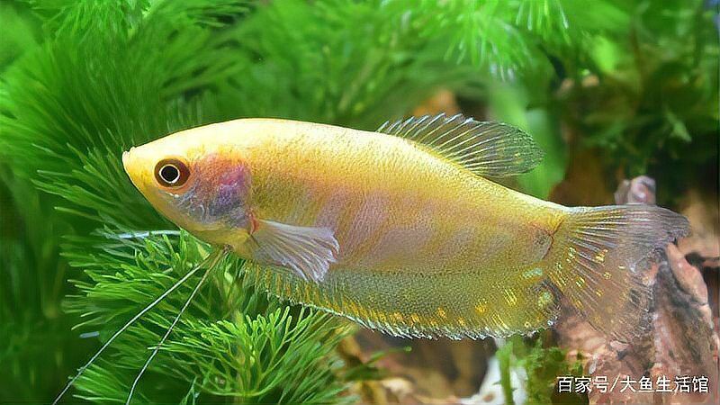 曼龍魚和孔雀魚的區別