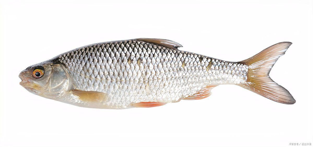 龍魚減肥