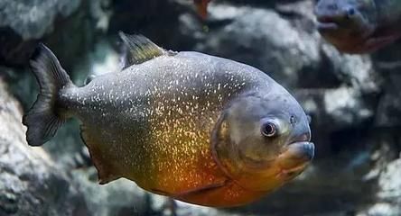 黃金猛魚(yú)vs龍魚(yú)比分預(yù)測(cè)：黃金猛魚(yú)vs龍魚(yú)比分預(yù)測(cè)黃金猛魚(yú)vs龍魚(yú)比分預(yù)測(cè)