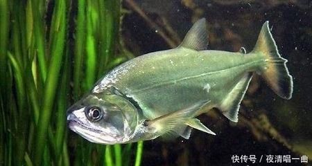 黃金猛魚(yú)vs龍魚(yú)比分預(yù)測(cè)：黃金猛魚(yú)vs龍魚(yú)比分預(yù)測(cè)黃金猛魚(yú)vs龍魚(yú)比分預(yù)測(cè)