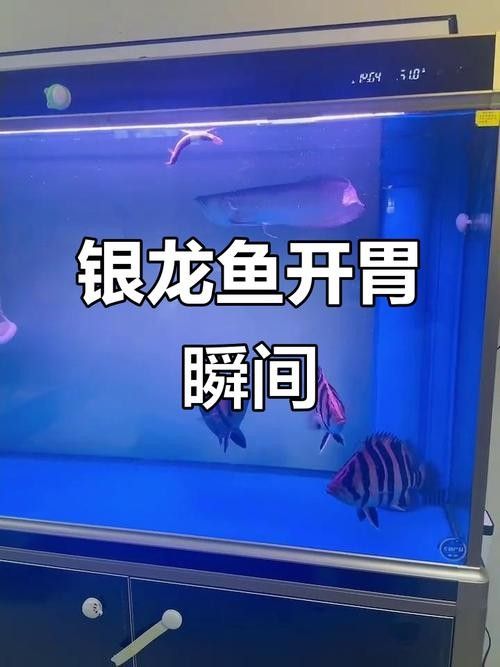 銀龍魚可以喂小魚苗嗎圖片大全