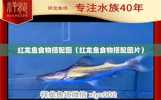 紅龍魚食物搭配：紅龍魚冷凍食品保存技巧紅龍魚活餌喂養注意事項