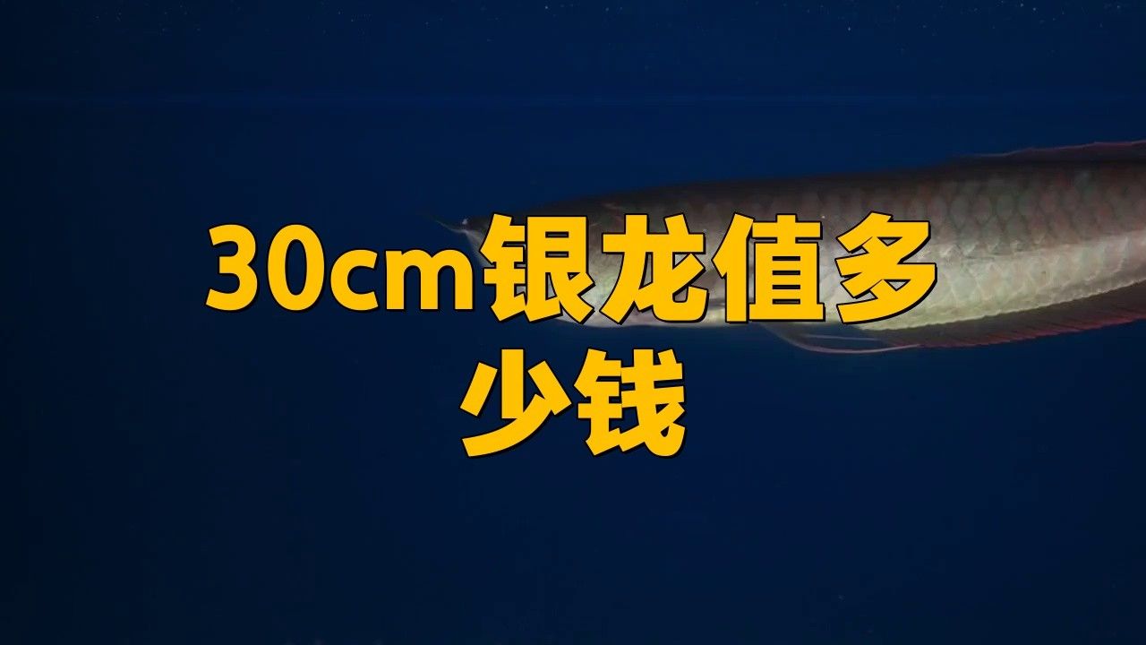 35厘米的銀龍魚多少錢