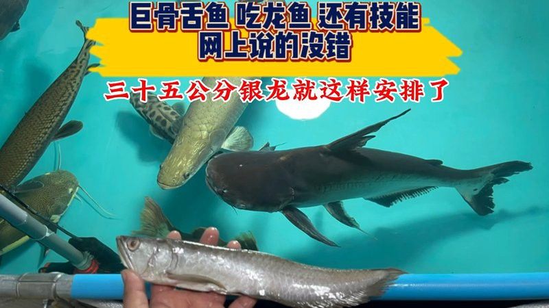 35厘米的銀龍魚多少錢
