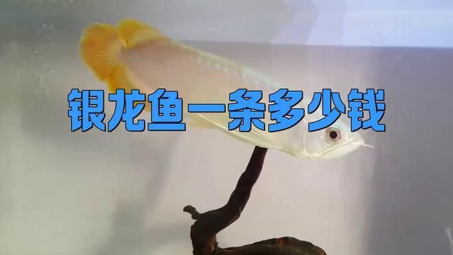 35厘米的銀龍魚多少錢