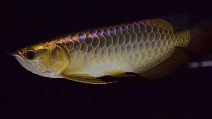 龍魚不進食什么原因導致的（龍魚不吃飯怎么辦）