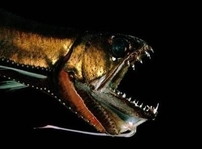 龍魚不進食什么原因導致的（龍魚不吃飯怎么辦）