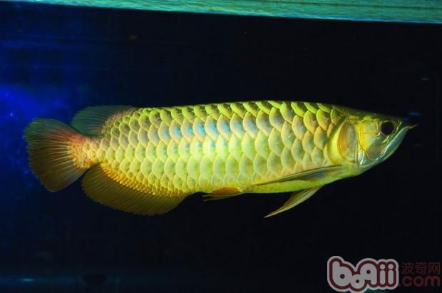龍魚咬其他魚什么原因啊怎么辦：如何判斷龍魚咬其他魚的具體方法