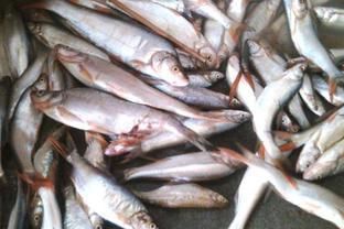 龍魚和翹嘴區(qū)別在哪兒：東南亞龍魚和翹嘴的區(qū)別，龍魚和翹嘴的區(qū)別在哪里