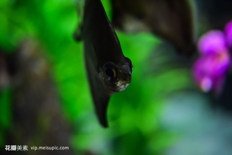 蝙蝠鯧可以和龍魚混養嗎：蝙蝠鯧可以和什么魚混養
