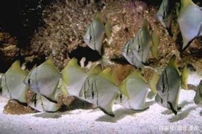 蝙蝠鯧可以和龍魚混養嗎：蝙蝠鯧可以和什么魚混養