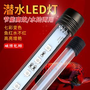 龍魚用什么燈管比較好：飼養(yǎng)龍魚時選擇合適的燈管對于促進其發(fā)色和健康成長至關(guān)重要