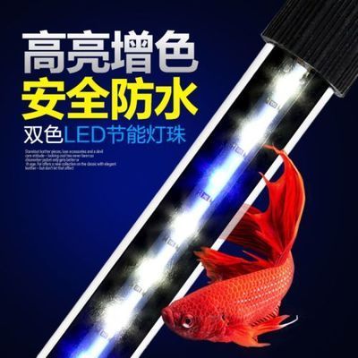 龍魚用什么燈管比較好：飼養龍魚時選擇合適的燈管對于促進其發色和健康成長至關重要