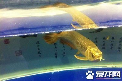 剛到的龍魚幾天可以喂食了（剛到的龍魚可以在入缸后的2-3天喂食時間）