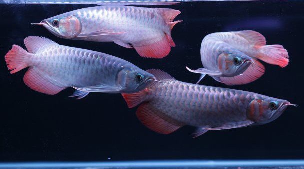 金底龍魚返垢后還能恢復嗎？ 金底龍魚返垢后還能恢復嗎？ 龍魚百科 第1張