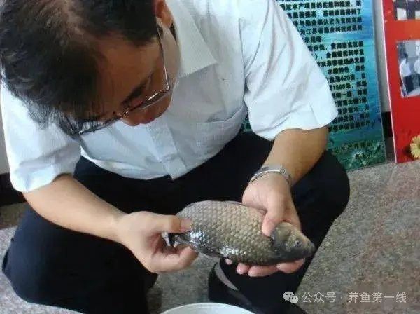 如何判斷龍魚是否感染黑霉病？