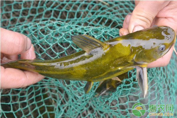 黃化龍魚好養嗎（黃化龍魚水質維護技巧，黃化龍魚光照管理方法，如何預防黃化龍魚疾?。?></span><span id=