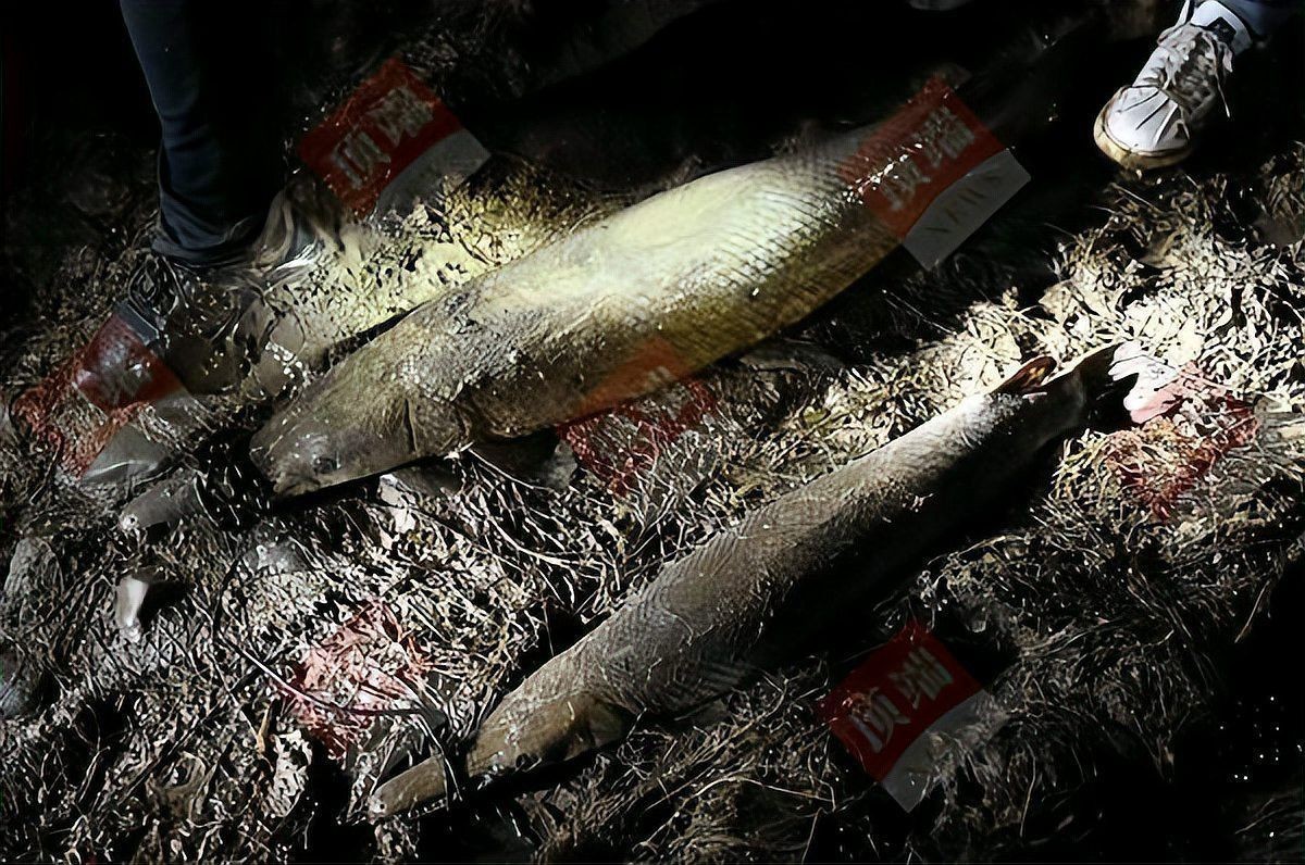 開封龍魚被抓事件是真的嗎嗎