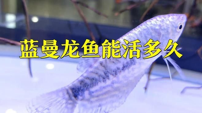 曼龍魚和銀龍魚哪個壽命更長？