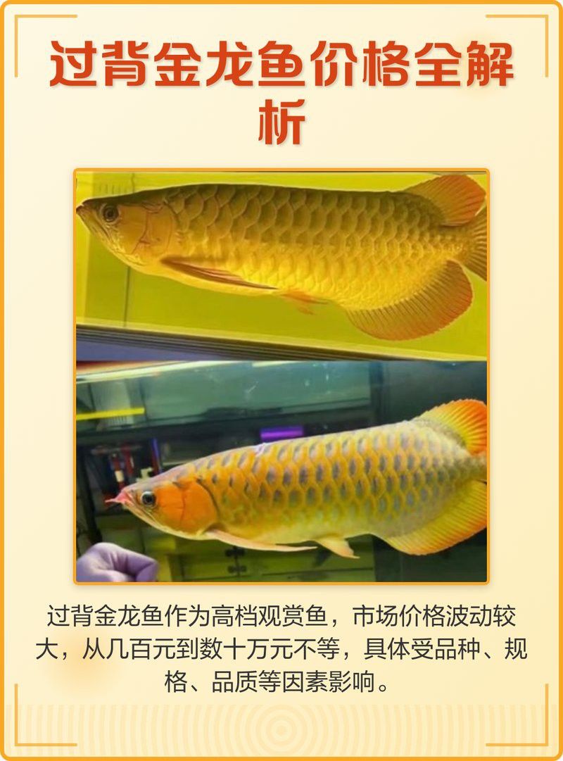 一只金龍魚多少錢