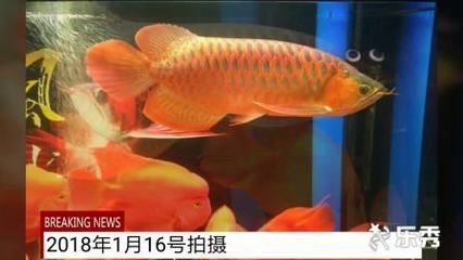 紅龍魚長(zhǎng)得快不快（如何判斷紅龍魚健康，紅龍魚養(yǎng)殖空間要求）