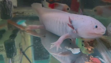 六角龍魚吃啥：六角恐龍魚會不會咬人