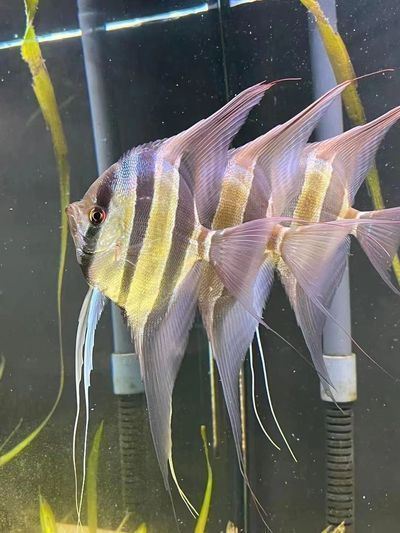 六角龍魚吃啥：六角恐龍魚會不會咬人