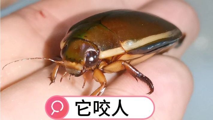 六角龍魚吃啥：六角恐龍魚會不會咬人