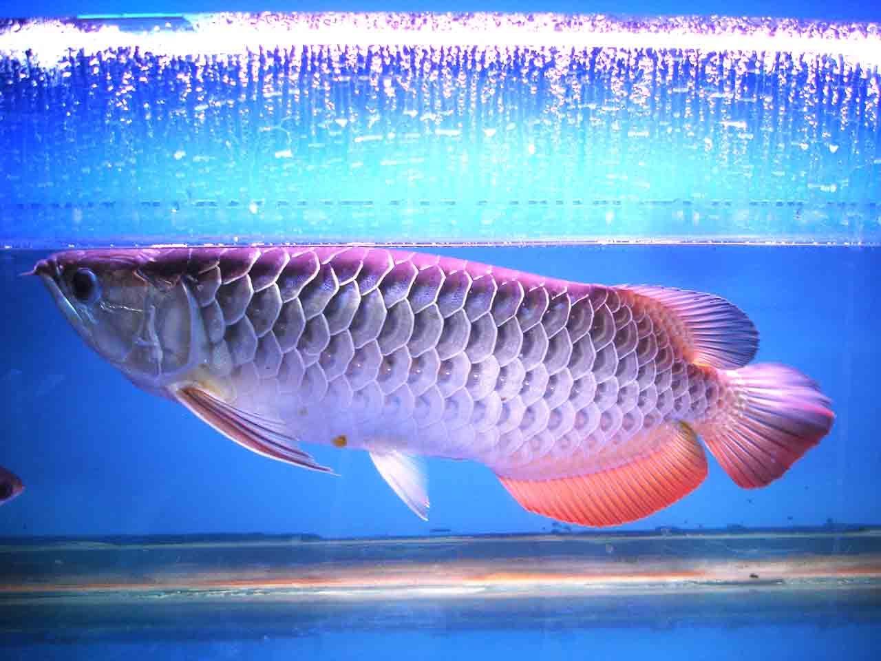 龍魚是海魚還是淡水魚：龍魚是大型淡水魚，而不是海魚，