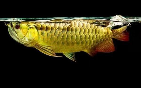 小體龍魚（什么是小體龍魚）
