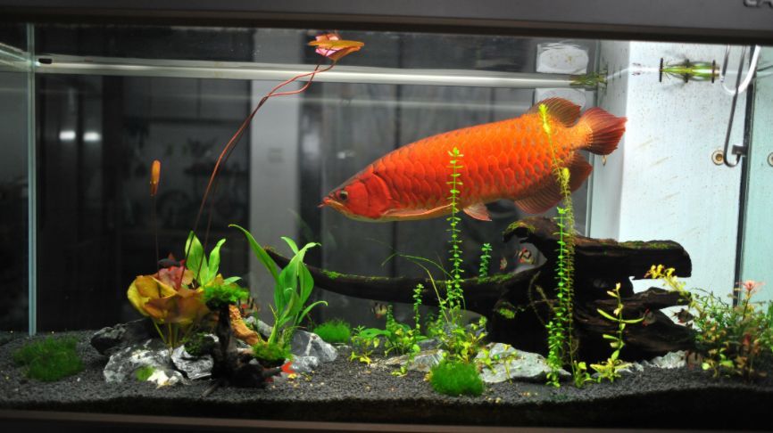 小體龍魚（什么是小體龍魚）