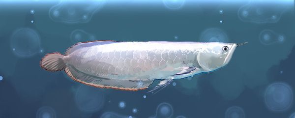 小體龍魚（什么是小體龍魚）