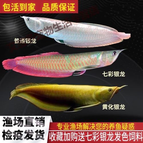 銀龍魚發(fā)色過程圖片欣賞大全