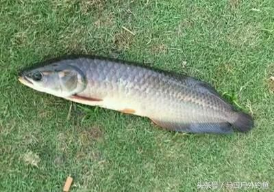 巨骨舌魚與龍魚的區別：巨骨舌魚和銀龍魚的區別是什么
