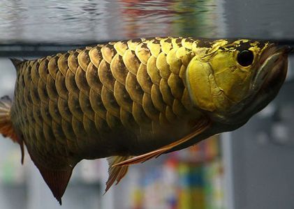 龍魚的胡須斷了還能長出來嗎圖片大全：龍魚的胡須斷了還能長出來嗎