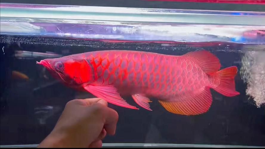 橙紅龍魚發(fā)色過程圖片視頻大全