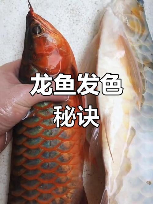 橙紅龍魚發(fā)色過程圖片視頻大全