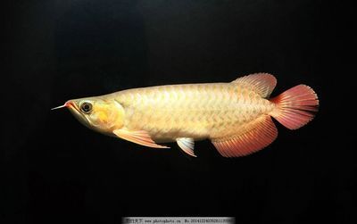 紅龍魚是熱帶魚嗎：紅龍魚不僅是熱帶魚，還具有極高的觀賞價值和文化意義