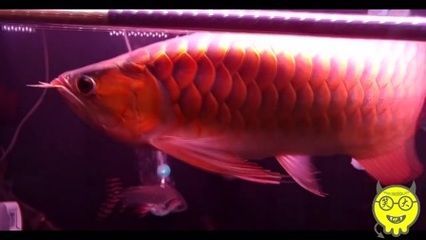 紅龍魚是熱帶魚嗎：紅龍魚不僅是熱帶魚，還具有極高的觀賞價值和文化意義