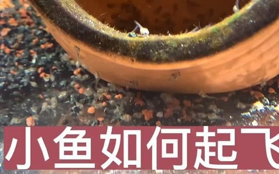 迷你鸚鵡魚落罐后幾天起飛