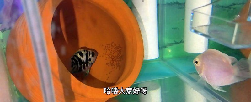迷你鸚鵡魚落罐后幾天起飛